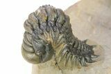 Pair of Crotalocephalina Trilobite Fossils - Atchana, Morocco #283915-7